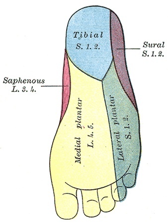Figure 21. Cutaneous nerve distribution of the sole of the foot (medial plantar, lateral plantar, saphenous and sural territories). Gray’s Anatomy (1918), Plate 834, public domain, via Wikimedia Commons.