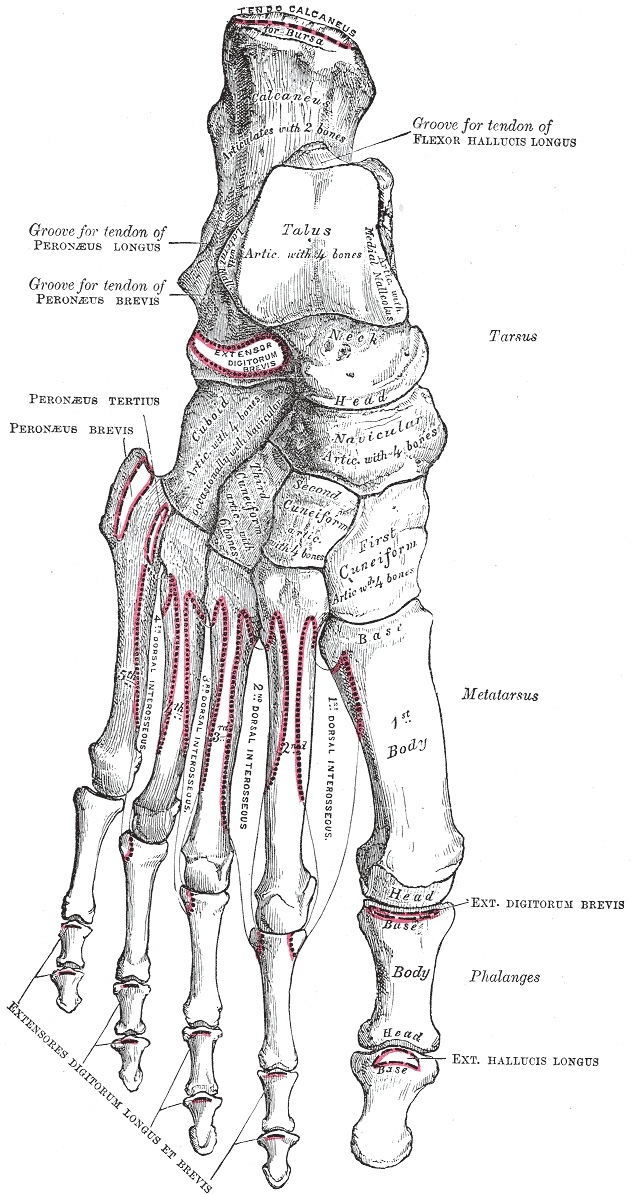 Figure 1. Bones of the right foot, dorsal surface: calcaneus, talus, navicular, cuboid, the three cuneiforms, metatarsals and phalanges. Gray’s Anatomy (1918), Plate 268, public domain, via Wikimedia Commons.