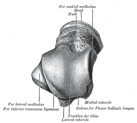 Figure 4. Left talus, superior surface: the trochlea and the facets for the medial and lateral malleoli. Gray’s Anatomy (1918), Plate 270, public domain, via Wikimedia Commons.