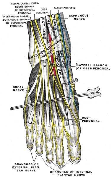 Figure 6. Nerves of the dorsum of the foot: the deep peroneal nerve, the dorsal cutaneous branches of the superficial peroneal nerve, and the extensor tendons beneath the extensor retinaculum. Gray’s Anatomy (1918), Plate 836, public domain, via Wikimedia Commons.