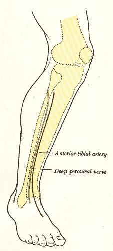 Figure 7. Surface markings of the anterior tibial artery continuing as the dorsalis pedis, and the deep peroneal nerve. Gray’s Anatomy (1918), Plate 1246, public domain, via Wikimedia Commons.