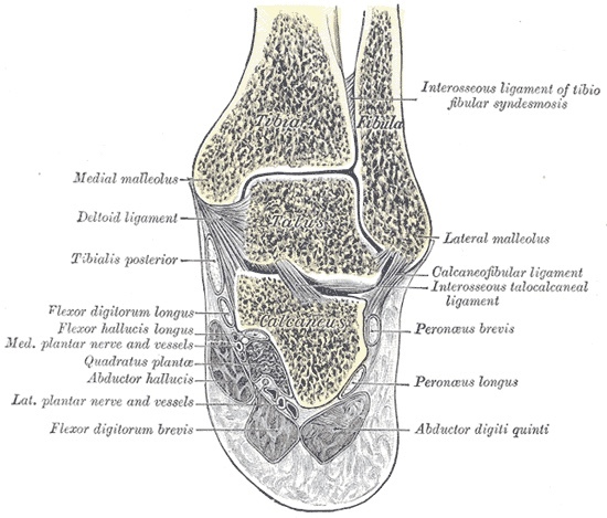 Figure 10. Coronal section through the ankle and subtalar joints, showing the mortise, the tibiofibular syndesmosis, and the medial neurovascular structures (medial and lateral plantar nerves and vessels). Gray’s Anatomy (1918), Plate 357, public domain, via Wikimedia Commons.