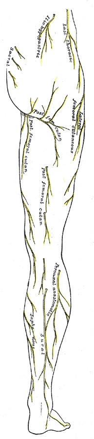 Figure 12. Cutaneous nerves of the lower limb, posterior view: the sural nerve laterally and the saphenous nerve medially, the superficial sensory nerves a foot incision must spare. Gray’s Anatomy (1918), Plate 830, public domain, via Wikimedia Commons.