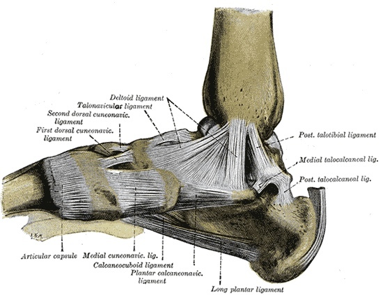 Figure 13. Ligaments of the medial aspect of the ankle and foot, showing the deltoid (medial) ligament and the spring ligament. Gray’s Anatomy (1918), Plate 354, public domain, via Wikimedia Commons.