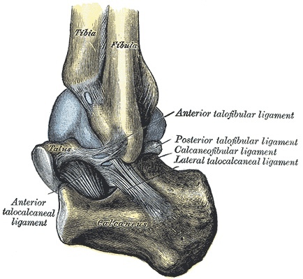 Figure 14. Lateral collateral ligaments of the ankle: the anterior talofibular, calcaneofibular and posterior talofibular ligaments. Gray’s Anatomy (1918), Plate 356, public domain, via Wikimedia Commons.
