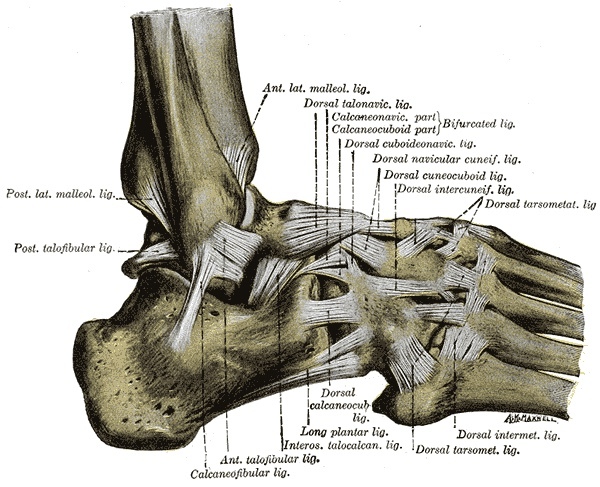 Figure 15. Ligaments of the lateral aspect of the ankle and foot, with the lateral collateral complex and the tarsal ligaments. Gray’s Anatomy (1918), Plate 355, public domain, via Wikimedia Commons.