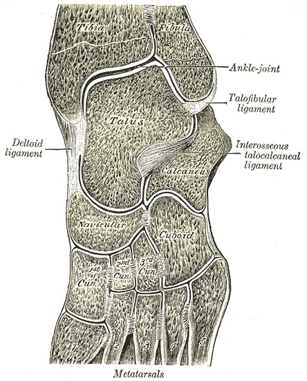 Figure 17. Sagittal/oblique section through the foot, showing the talus, calcaneus, the midtarsal joints and the arch. Gray’s Anatomy (1918), Plate 360, public domain, via Wikimedia Commons.