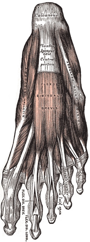 Figure 18. The plantar aponeurosis and the first layer of the sole, with abductor hallucis and abductor digiti minimi flanking flexor digitorum brevis. Gray’s Anatomy (1918), Plate 443, public domain, via Wikimedia Commons.