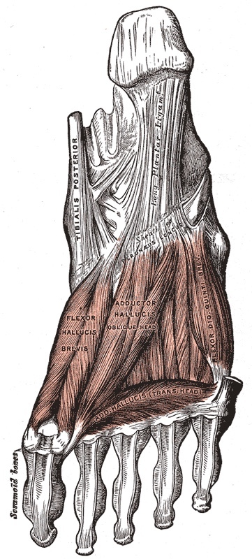 Figure 19. Deep muscles of the sole: adductor hallucis (oblique and transverse heads) and flexor hallucis brevis with the great-toe sesamoids. Gray’s Anatomy (1918), Plate 445, public domain, via Wikimedia Commons.