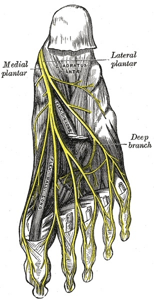 Figure 20. The medial and lateral plantar nerves, the terminal branches of the tibial nerve, distributed across the sole. Gray’s Anatomy (1918), Plate 833, public domain, via Wikimedia Commons.