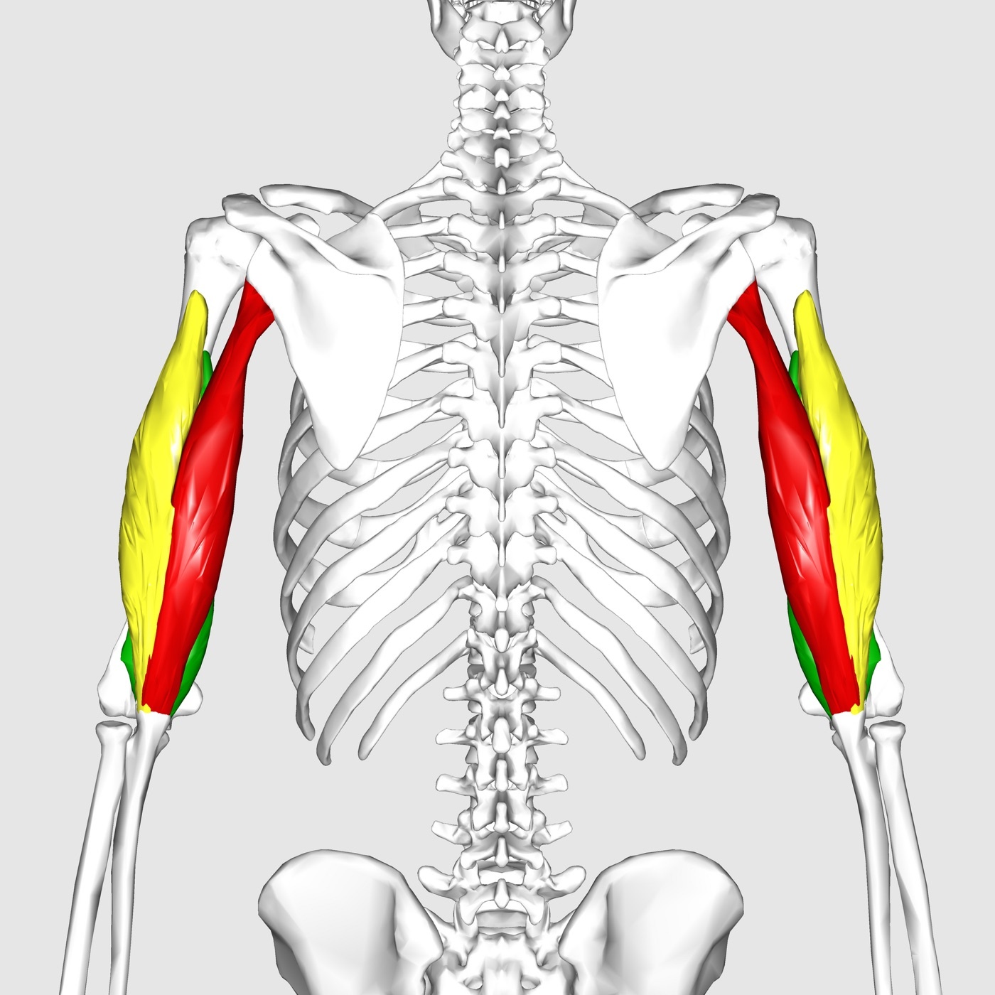 Figure 18. Triceps brachii with its long, lateral and medial heads (posterior compartment), colour-coded. Anatomography, CC BY-SA 2.1 JP, via Wikimedia Commons.