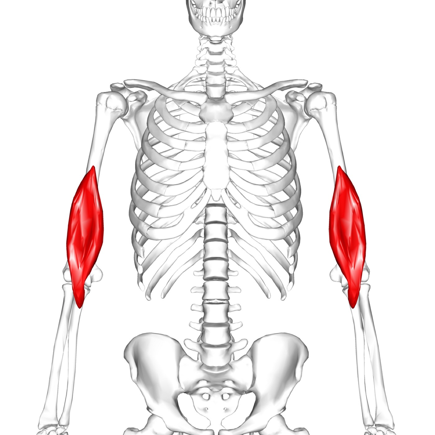 Figure 3. Brachialis, the deep flexor of the elbow and workhorse of the anterior compartment, highlighted. Anatomography, CC BY-SA 2.1 JP, via Wikimedia Commons.