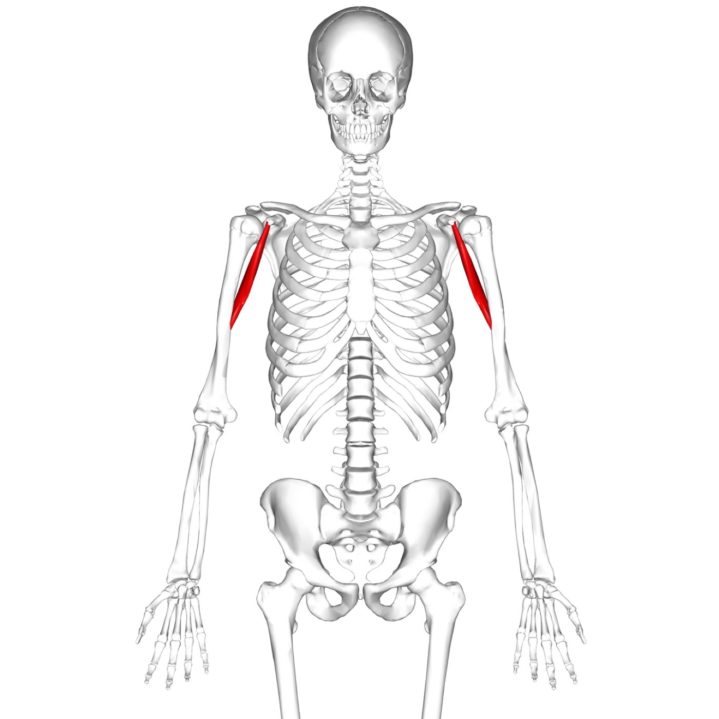 Figure 4. Coracobrachialis in the upper anterior compartment, the muscle pierced by the musculocutaneous nerve, highlighted. Anatomography, CC BY-SA 2.1 JP, via Wikimedia Commons.