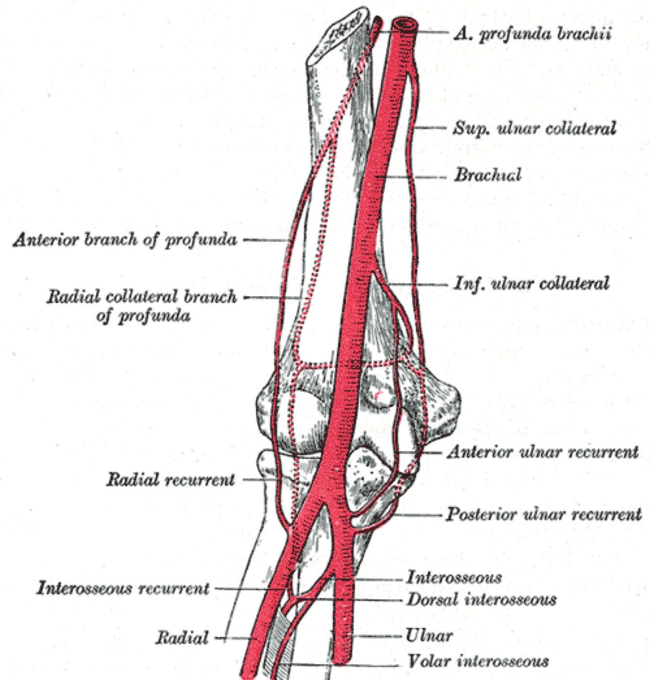 Figure 5. Arteries of the arm and elbow, including the profunda brachii artery that accompanies the radial nerve, and the collateral and recurrent vessels that anastomose around the elbow. Gray’s Anatomy plate 526 (public domain), via Wikimedia Commons.