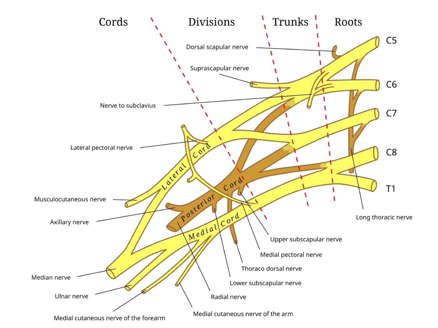 Figure 9. Schematic of the brachial plexus: roots (C5-T1), trunks, divisions and cords, with the five terminal branches, the musculocutaneous, axillary, median, ulnar and radial nerves. After Gray’s Anatomy (public domain), via Wikimedia Commons.