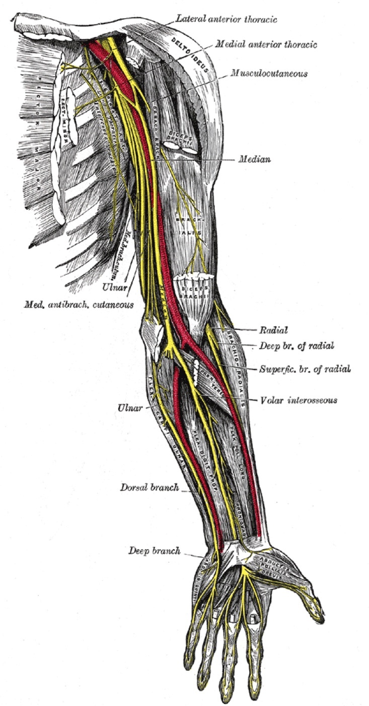 Figure 10. Nerves of the left upper limb: the brachial artery (red) with the median and ulnar nerves on the medial side of the arm, the musculocutaneous nerve, and the radial nerve with its branches. Gray’s Anatomy (public domain), via Wikimedia Commons.
