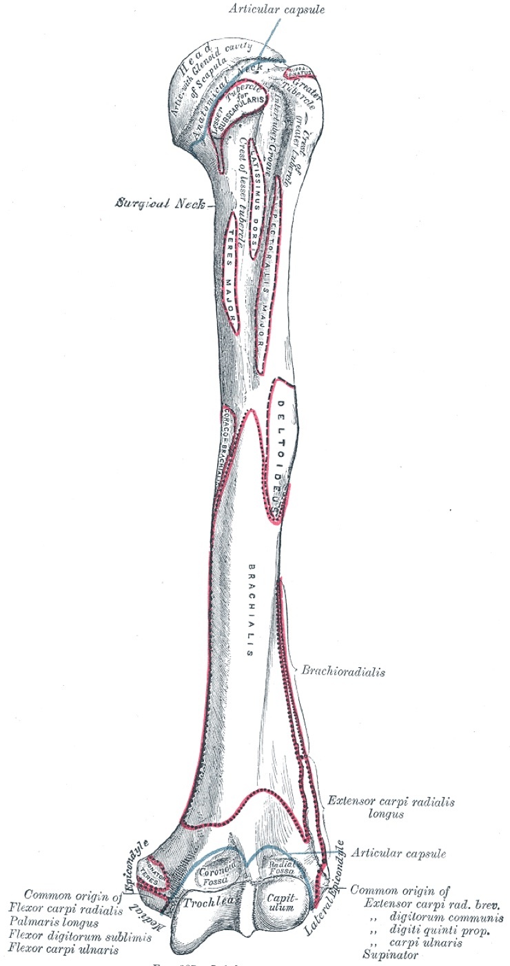 Figure 11. Anterior view of the left humerus with bony landmarks and muscle attachments. Gray’s Anatomy plate 207 (public domain), via Wikimedia Commons.