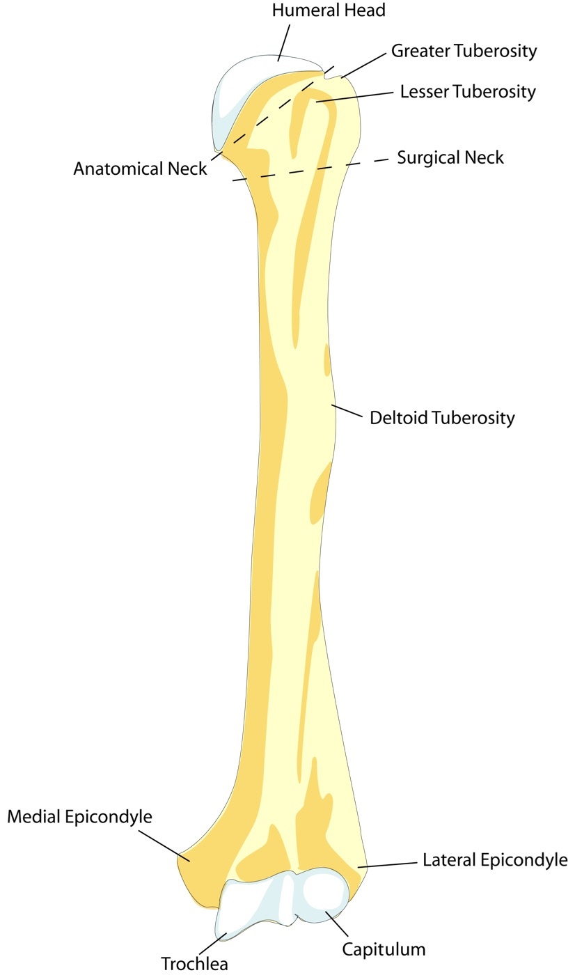 Figure 12. Anterior view of the left humerus with labelled landmarks, including the deltoid tuberosity and the medial and lateral epicondyles. BDB (public domain), via Wikimedia Commons.