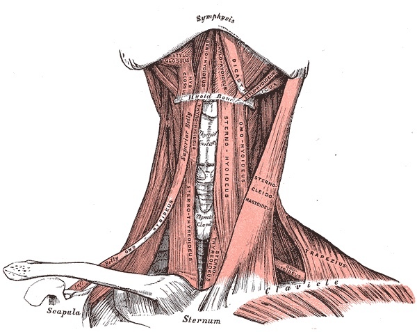 Figure 8. Anterior muscles of the neck with the sternocleidomastoid labelled. Credit: Henry Gray / H. V. Carter, Anatomy of the Human Body (1918), Plate 386, public domain, via Wikimedia Commons.