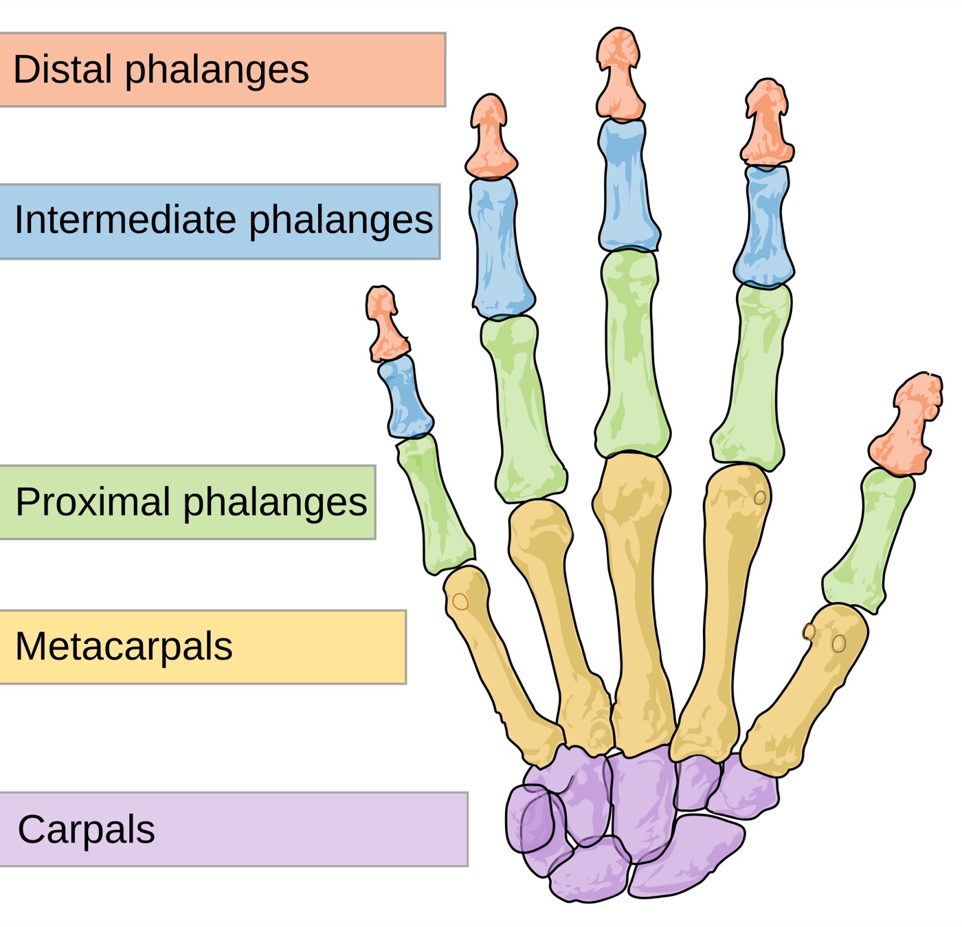 Figure 1. The skeleton of the hand: the carpus, the metacarpals, and the phalanges. Diagram by Mariana Ruiz Villarreal (LadyofHats), public domain, via Wikimedia Commons.