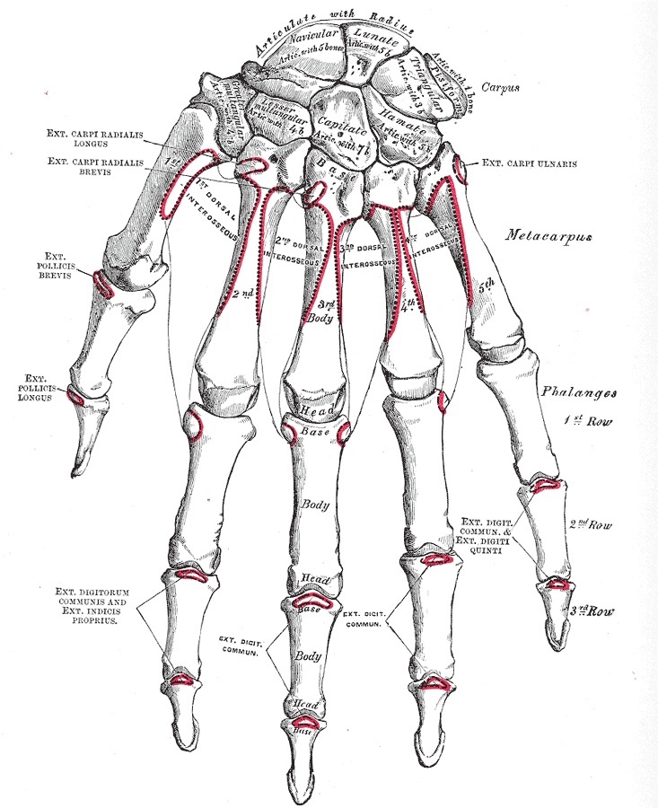 Figure 2. The bones of the wrist named (dorsal view): the proximal row (scaphoid, lunate, triquetrum) and the distal row (trapezium, trapezoid, capitate, hamate). Gray’s Anatomy (1918), public domain, via Wikimedia Commons.