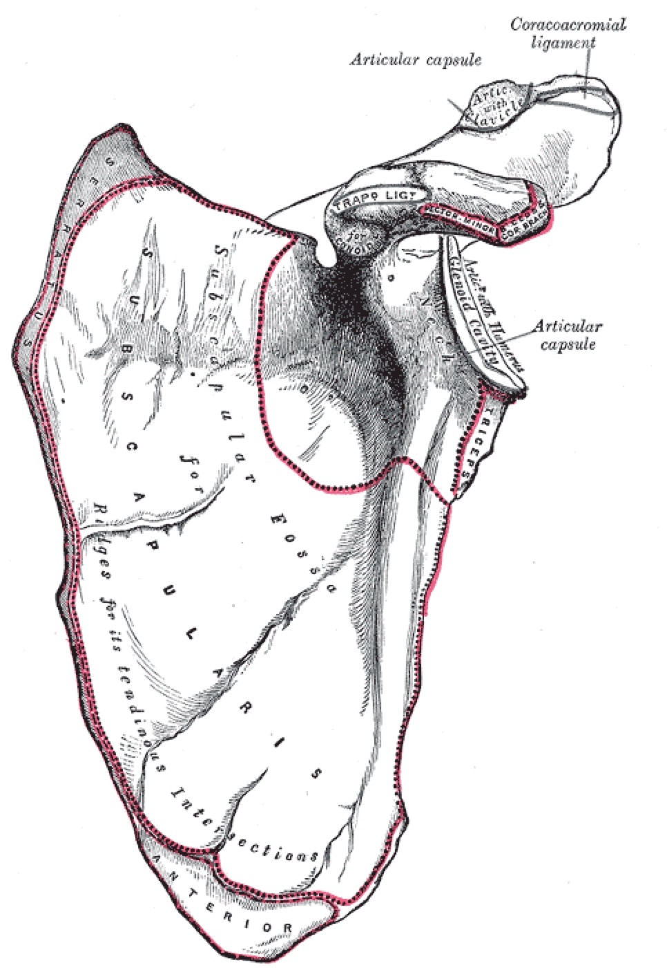 Figure 9. Anterior (costal) surface of the scapula, showing the coracoid process, glenoid cavity, and body. From Gray’s Anatomy of the Human Body (1918), public domain, via Wikimedia Commons.