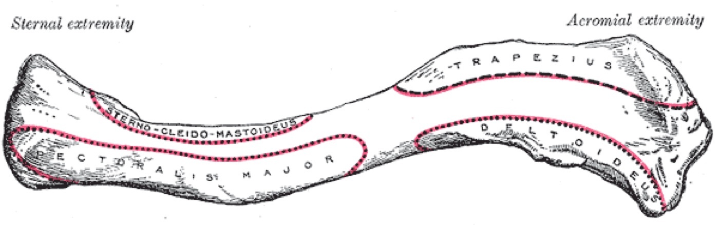 Figure 1. Superior surface of the clavicle, the S-shaped strut that holds the shoulder out from the chest, with its muscle attachments. From Gray’s Anatomy of the Human Body (1918), public domain, via Wikimedia Commons.