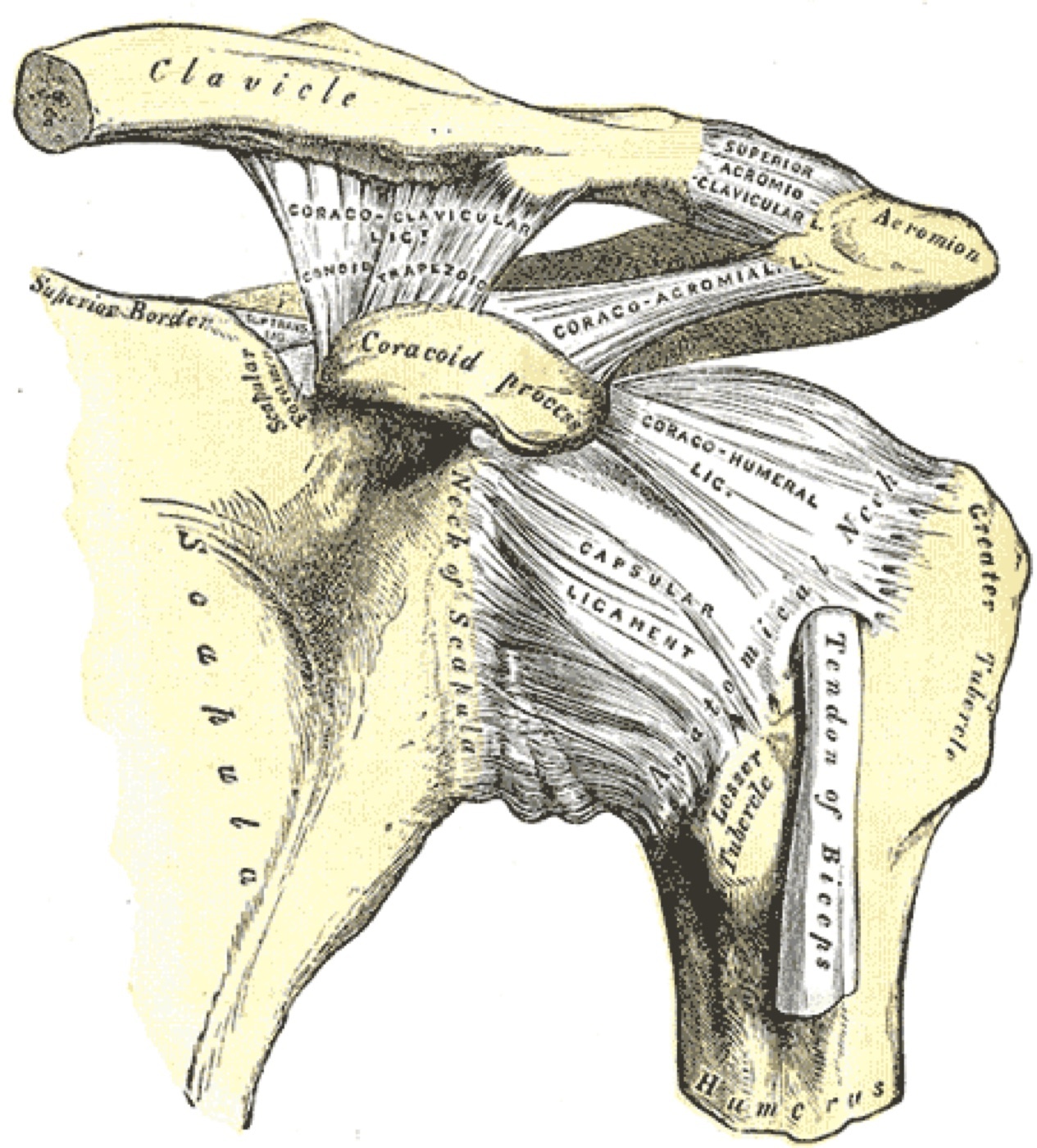 Figure 5. The acromioclavicular joint and the coracoclavicular (conoid and trapezoid) ligaments: the AC ligaments control horizontal stability, the CC ligaments vertical stability. From Gray’s Anatomy of the Human Body (1918), public domain, via Wikimedia Commons.
