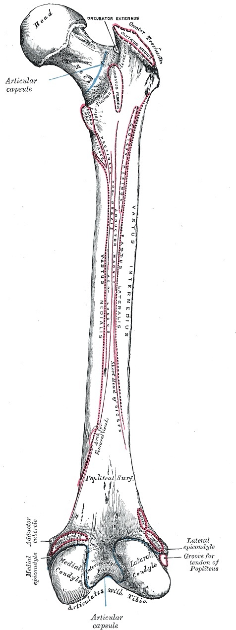 Figure 2. Posterior surface of the right femur showing the medial and lateral condyles, the intercondylar fossa, and the epicondyles. Gray’s Anatomy (Henry Vandyke Carter), public domain, via Wikimedia Commons.