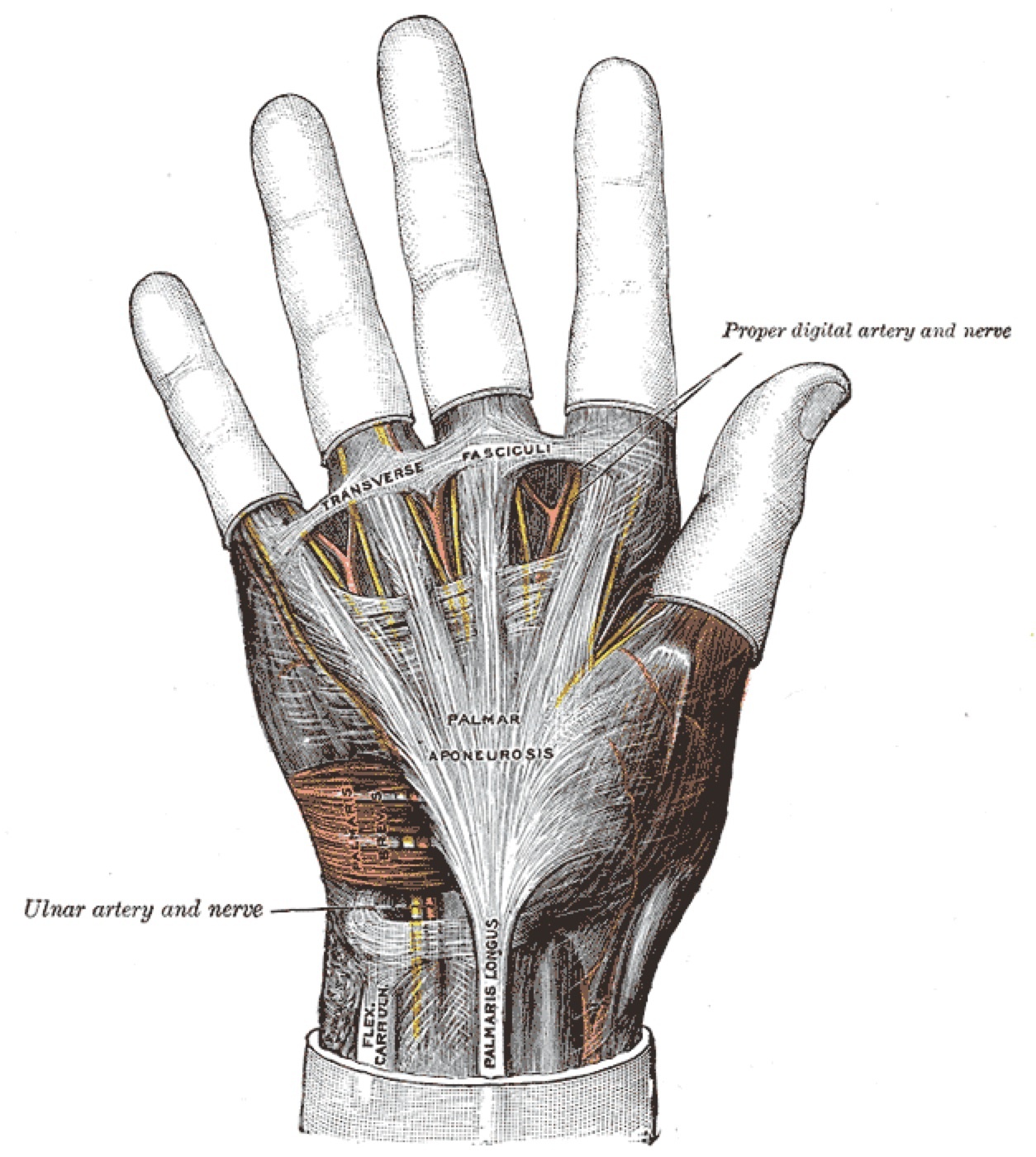 Figure 6. The palmar aponeurosis and its pretendinous slips (Gray’s plate 425). Henry Gray, Anatomy of the Human Body (1918), Plate 425 - public domain, via Wikimedia Commons.