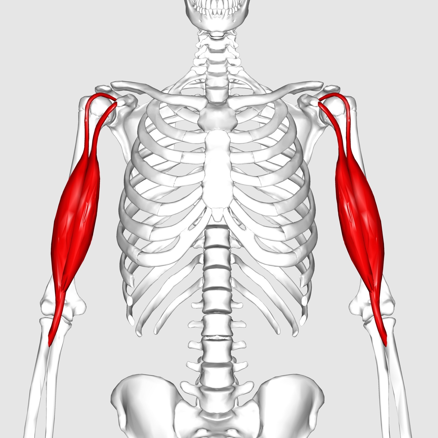Figure 1. Biceps brachii, one of the anterior (flexor) group, on the anterior arm. Anatomography, CC BY-SA 2.1 JP, via Wikimedia Commons.