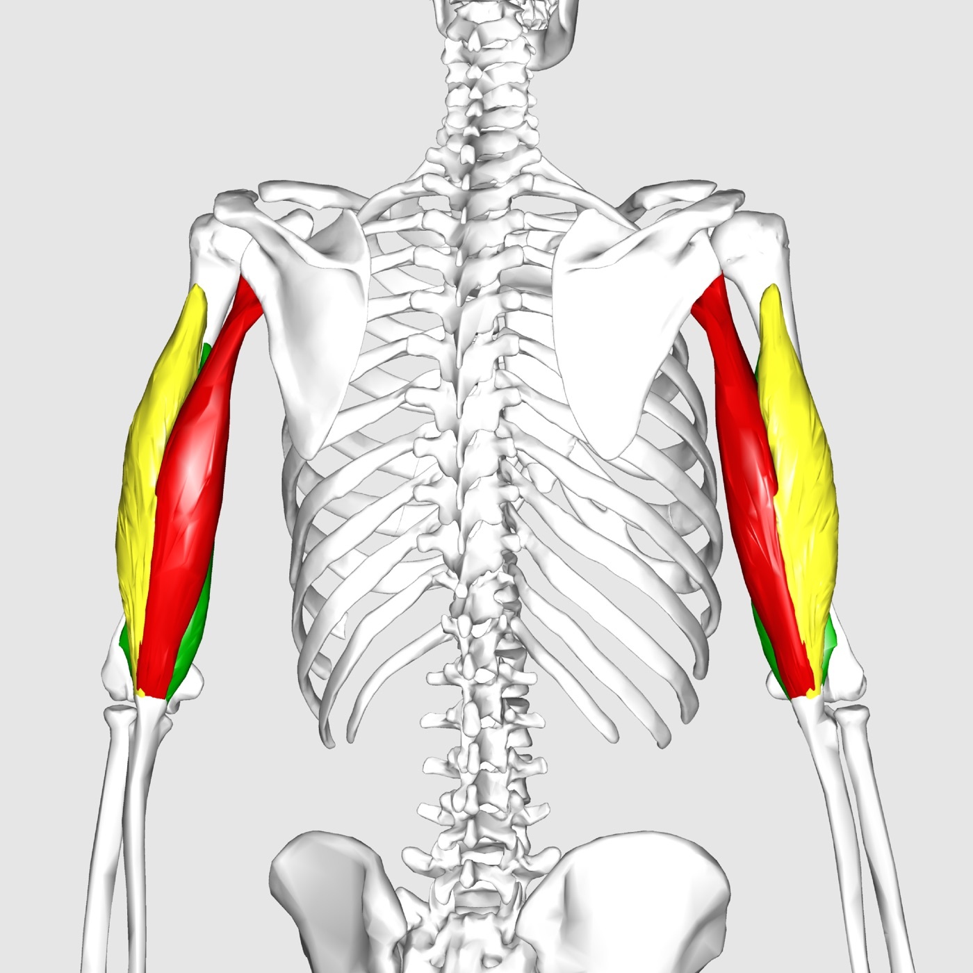 Figure 2. Triceps brachii (long, lateral and medial heads), the posterior (extensor) group, inserting on the olecranon. Anatomography, CC BY-SA 2.1 JP, via Wikimedia Commons.