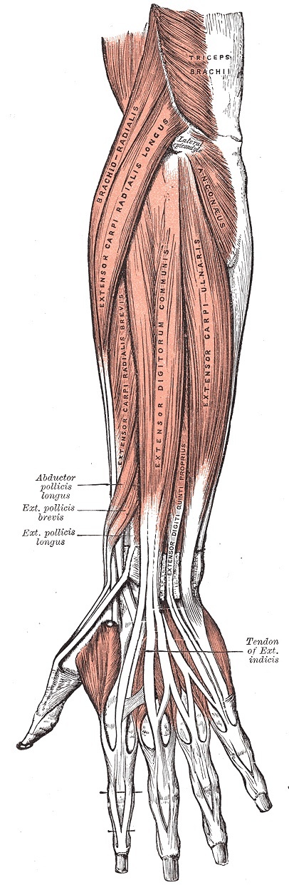 Figure 3. Superficial extensor muscles of the forearm with the mobile wad (brachioradialis, extensor carpi radialis longus and brevis) and the common extensor origin at the lateral epicondyle. Gray’s Anatomy plate 418 (public domain), via Wikimedia Commons.