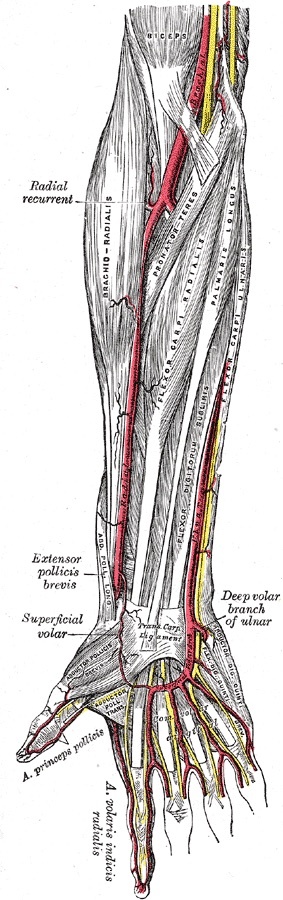 Figure 5. Front of the forearm showing the superficial flexor-pronator group (pronator teres, flexor carpi radialis, palmaris longus, flexor carpi ulnaris) and the cubital vessels. Gray’s Anatomy plate 527 (public domain), via Wikimedia Commons.