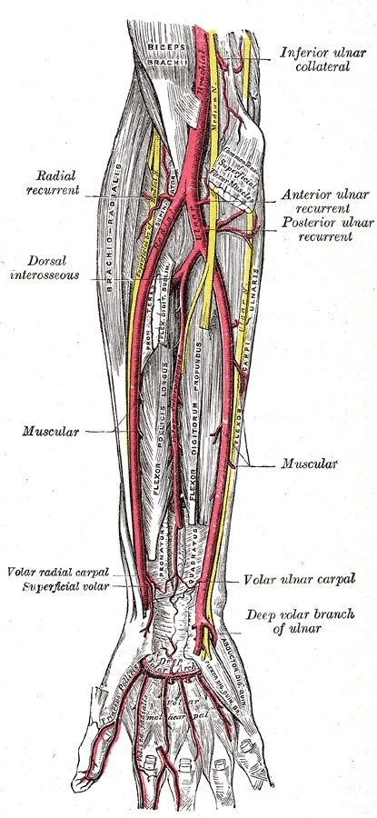 Figure 6. Deep dissection of the front of the forearm showing the deep flexors, pronators and supinator with the ulnar nerve and ulnar recurrent vessels at the medial elbow. Gray’s Anatomy plate 528 (public domain), via Wikimedia Commons.