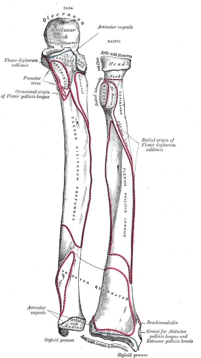 Figure 8. Anterior aspect of the bones of the left forearm: proximal ulna and the radial head and neck, with muscle attachments. Gray’s Anatomy plate 213 (public domain), via Wikimedia Commons.