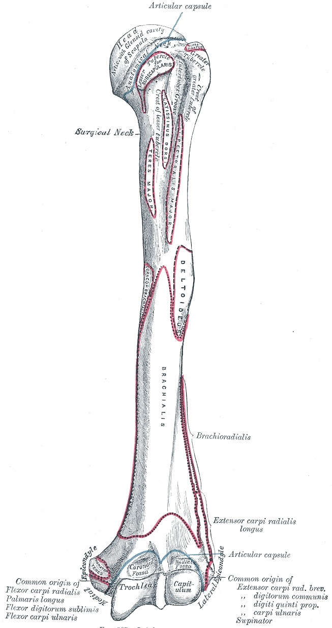 Figure 10. Anterior aspect of the left humerus; the distal end shows the trochlea, capitulum, coronoid and radial fossae, and the medial and lateral epicondyles. Gray’s Anatomy plate 207 (public domain), via Wikimedia Commons.
