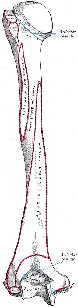 Figure 11. Posterior aspect of the left humerus; the distal end shows the olecranon fossa and trochlea, and the spiral groove for the radial nerve. Gray’s Anatomy plate 208 (public domain), via Wikimedia Commons.