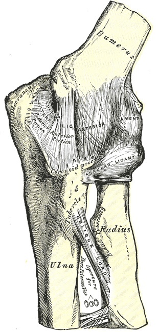 Figure 13. Left elbow joint, anterior view, showing the anterior and ulnar (medial) collateral ligaments and the oblique cord. Gray’s Anatomy plate 329 (public domain), via Wikimedia Commons.
