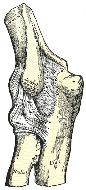 Figure 14. Left elbow joint, lateral view, showing the radial (lateral) collateral ligament, the annular ligament and the posterior ligament. Gray’s Anatomy plate 330 (public domain), via Wikimedia Commons.