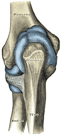 Figure 16. Distended capsule of the elbow joint, posterior aspect. Gray’s Anatomy plate 332 (public domain), via Wikimedia Commons.