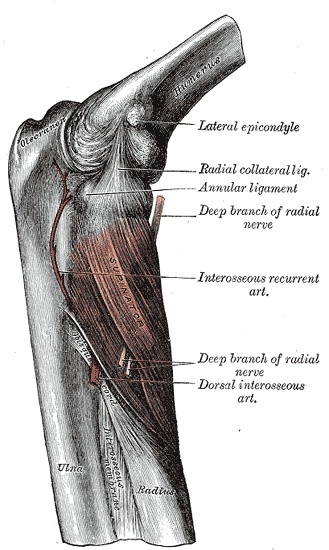 Figure 19. Deep branch of the radial nerve (posterior interosseous nerve) passing through the supinator at the lateral elbow, with the radial and annular collateral ligaments. Gray’s Anatomy plate 420 (public domain), via Wikimedia Commons.