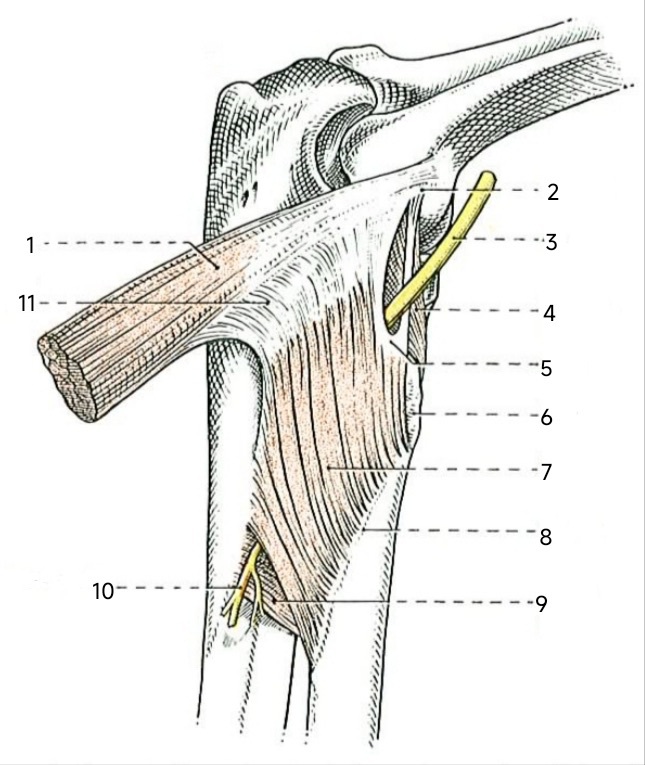 Figure 20. The supinator and the deep (posterior interosseous) branch of the radial nerve at the arcade of Frohse. Charpy, Traité d’anatomie humaine (public domain), via Wikimedia Commons.