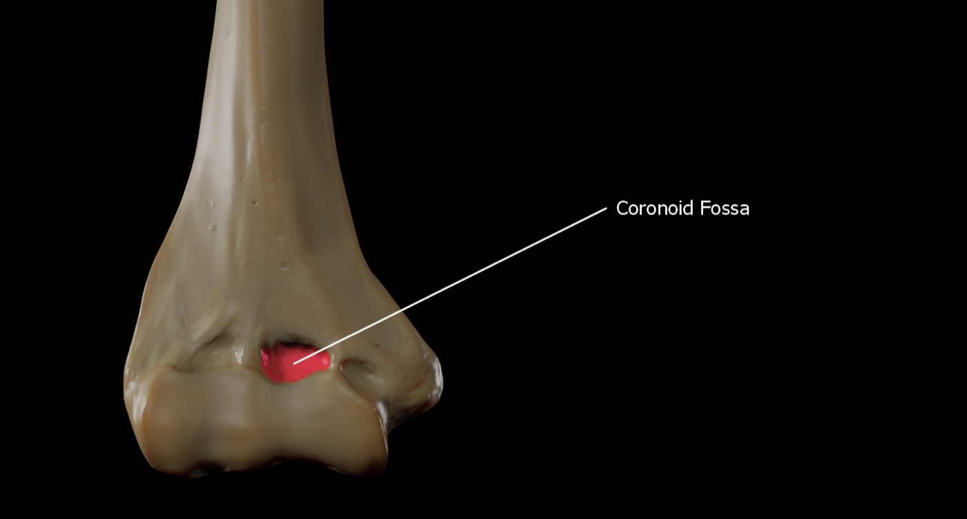 Figure 1. The distal humerus: the medial and lateral columns bridged by the trochlea and capitellum (the coronoid fossa highlighted). Source: Doctor Jana, via Wikimedia Commons, CC BY-SA 4.0.