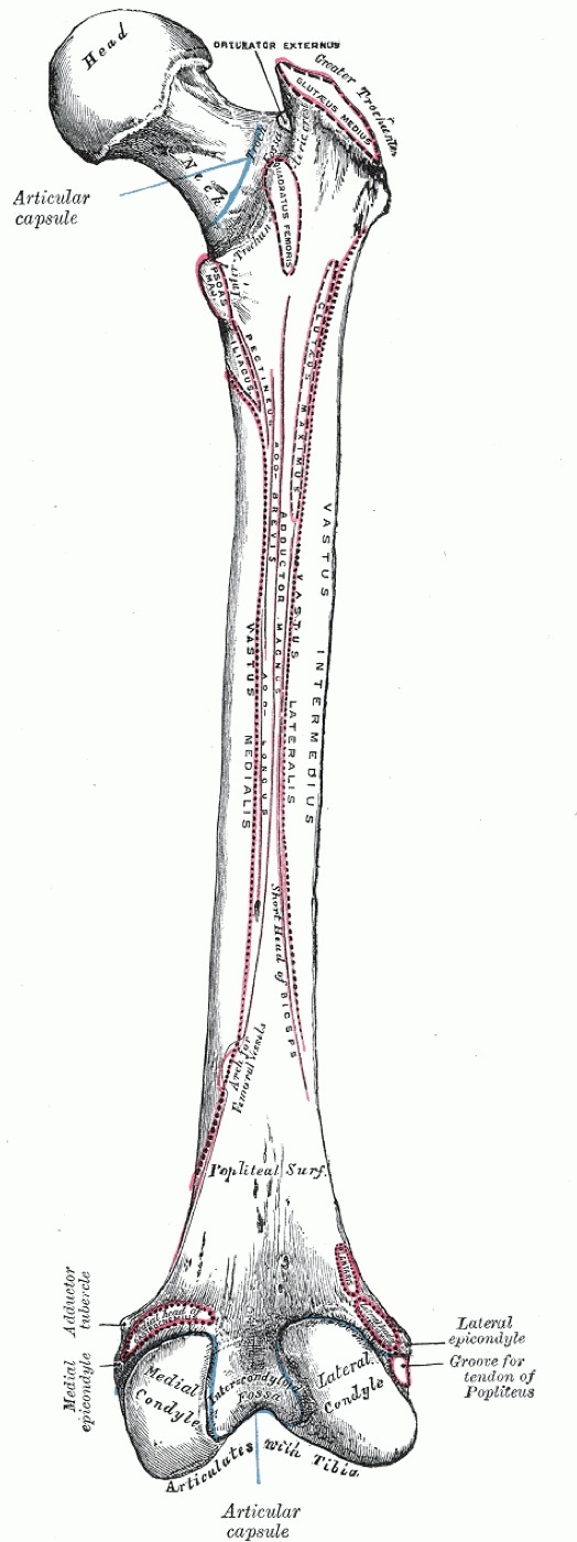 Figure 2. Posterior view of the femur showing the linea aspera and the muscle attachments along the shaft. Gray’s Anatomy (Henry Vandyke Carter, 1918), public domain, via Wikimedia Commons.