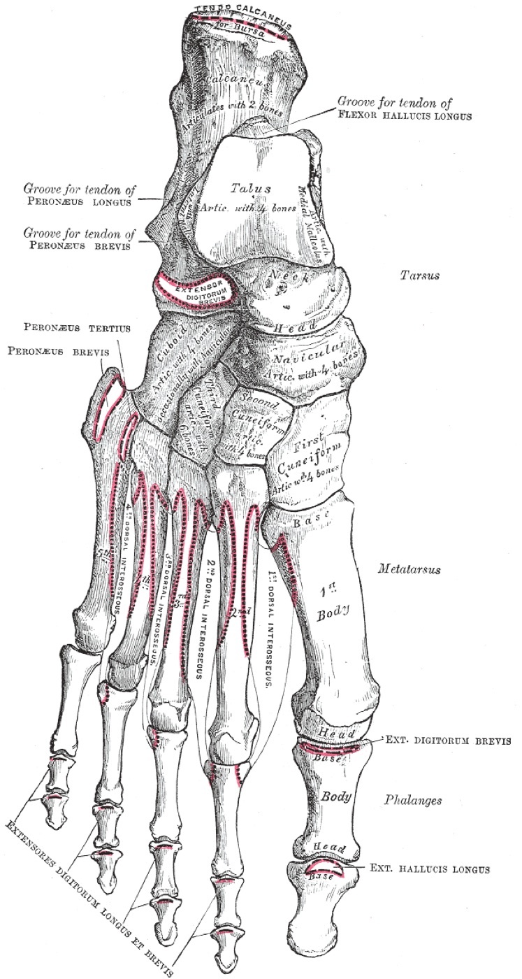 Figure 1. Bones of the foot (dorsal view): the hindfoot (talus, calcaneus), the midfoot bones (navicular, cuboid and the three cuneiforms) and the forefoot metatarsals and phalanges. Gray’s Anatomy (1918), public domain, via Wikimedia Commons.