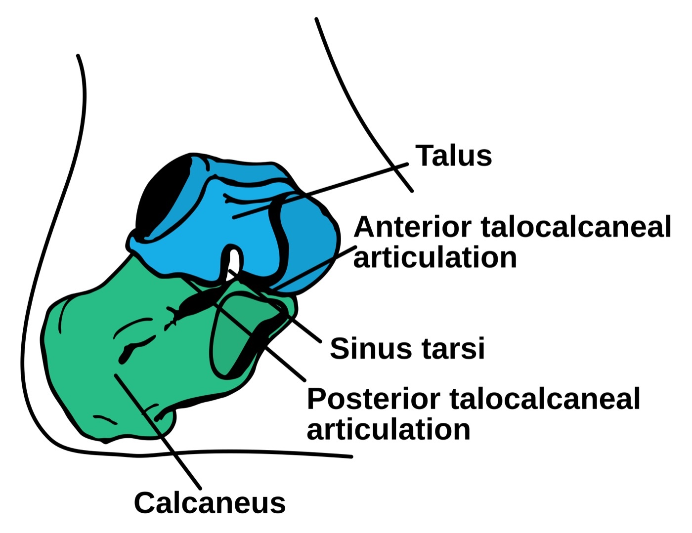 Figure 2. Subtalar (talocalcaneal) joint anatomy: the talus sitting over the calcaneus, with the anterior and posterior talocalcaneal facets and the intervening sinus tarsi. The talus has no muscular attachments, which is why its blood supply is retrograde and precarious. Vertenflow, CC BY-SA 3.0, via Wikimedia Commons.