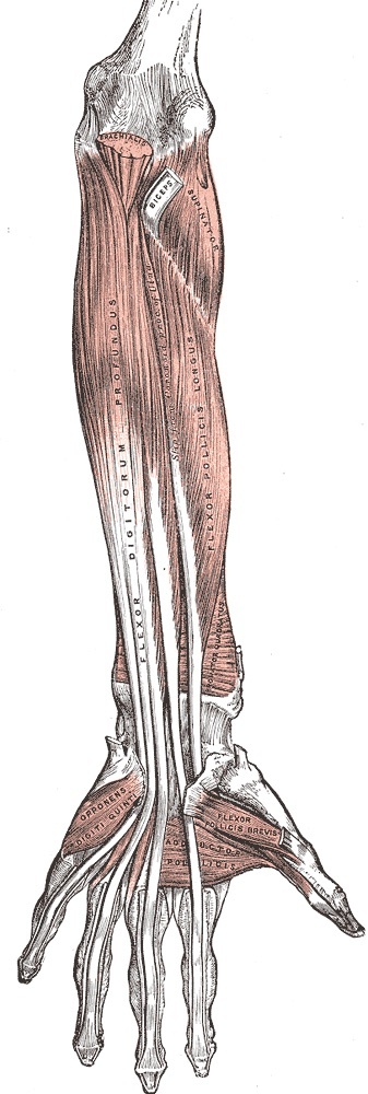 Figure 17. Deep volar (flexor) muscles of the forearm: flexor digitorum profundus, flexor pollicis longus and pronator quadratus; the ulnar nerve runs on the flexor digitorum profundus deep to flexor carpi ulnaris. Gray’s Anatomy plate 415 (public domain), via Wikimedia Commons.