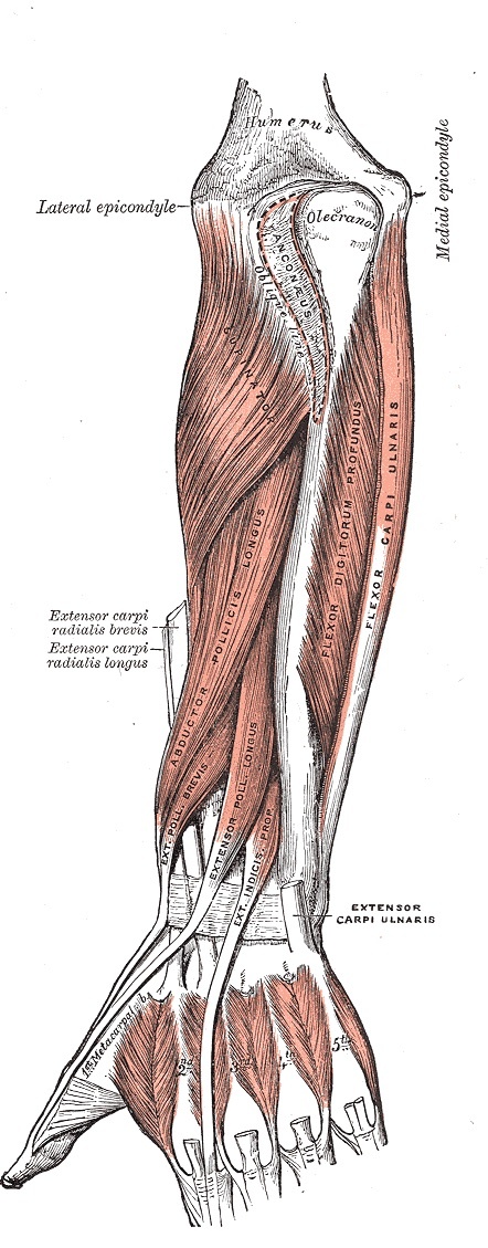 Figure 20. Deep muscles of the posterior compartment: the supinator proximally and the outcropping thumb extensors (abductor pollicis longus, extensor pollicis brevis and longus) and extensor indicis. Gray’s Anatomy plate 419 (public domain), via Wikimedia Commons.