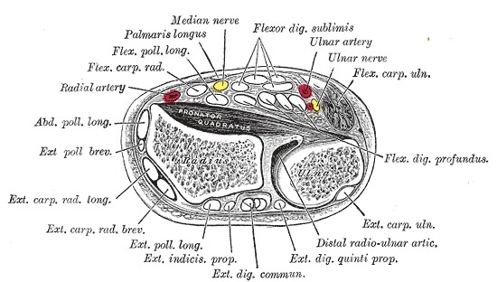 Figure 2. Transverse section of the distal forearm at the pronator quadratus and distal radio-ulnar joint, showing the volar and dorsal compartments and the radial, ulnar and median neurovascular relations. Gray’s Anatomy plate 421 (public domain), via Wikimedia Commons.